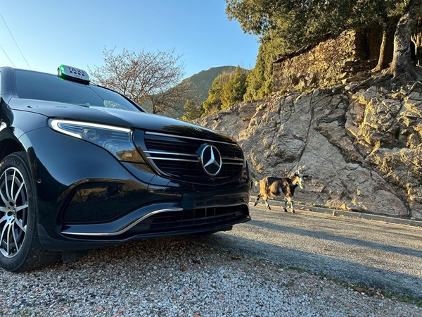 Taxi Tolla en excursion dans la vallée du Prunelli sur la route des gorges avec les chèvres